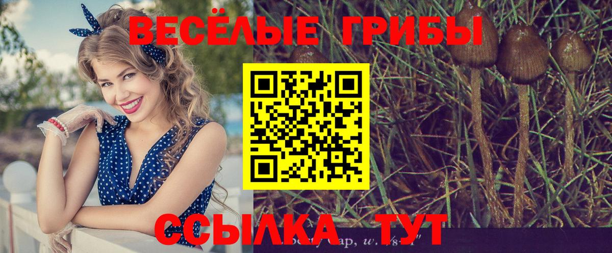 Щёлково  Галлюциногенные грибы Cubensis  наркота  Вход с VPN 